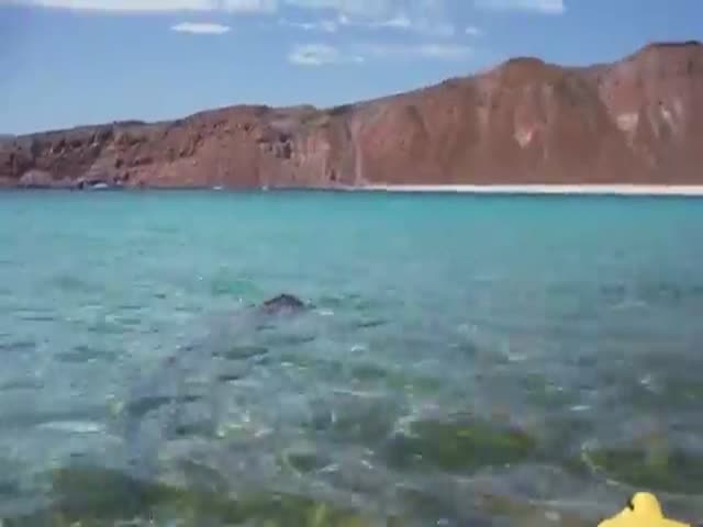 Extremely Rare Oarfish Sighting Off a Mexican Coast  (VIDEO)