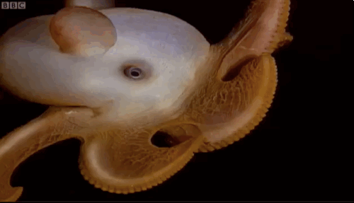 Bizarre Creatures and Animals That Are Actually Real