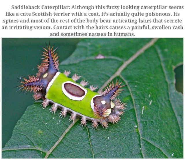 Bizarre Creatures and Animals That Are Actually Real