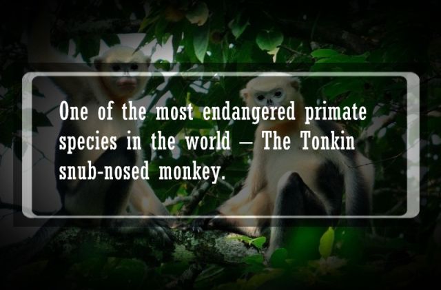 Animal Facts That Are Pretty Interesting