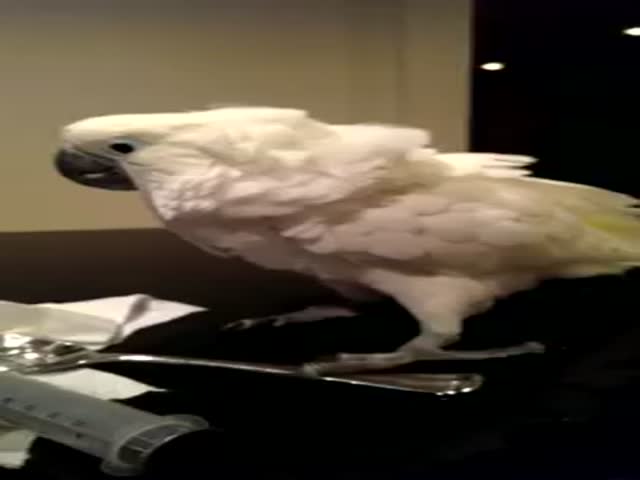 Cockatoo Majestically Fail  (VIDEO)