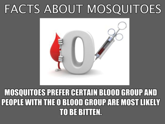 Learn a Little about Mosquitos