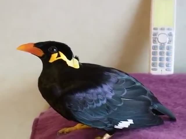 There's Something Funny about a Bird Speaking Japanese  (VIDEO)