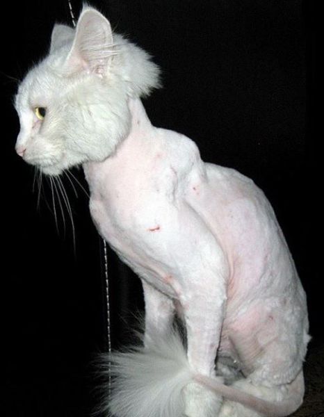 Amazing Transformation of a Sick Scraggly Cat