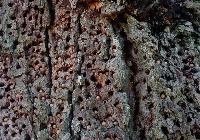 Old Douglas Fir Woodpeckers Covered With Acorns