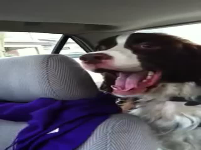 This Dog Has the Weirdest Bark Ever  (VIDEO)