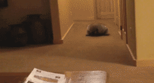 Short GIFs Sum Up Life Perfectly
