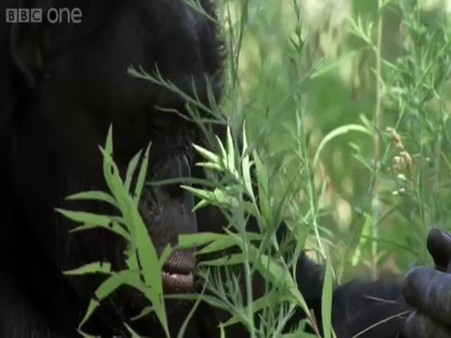 Smart Bonobo Builds Fire and Toasts Marshmallows
