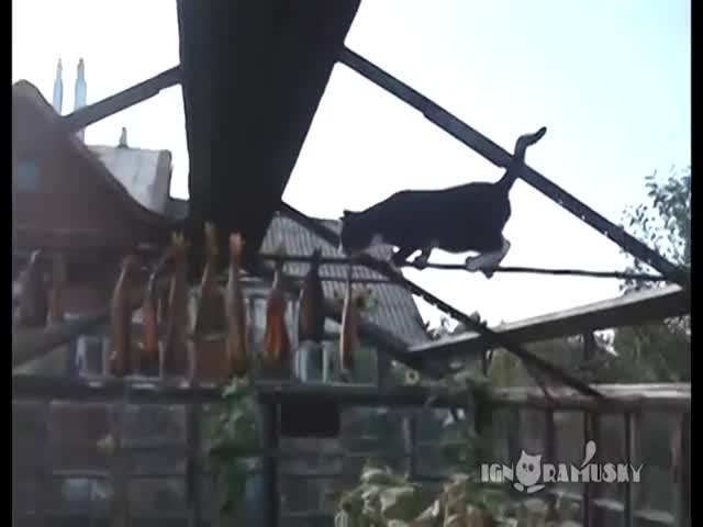 Cat Fishing Fail  (VIDEO)