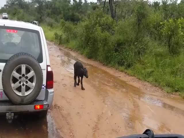 Baby Buffalo’s Mom Comes to the Rescue from Lion  (VIDEO)