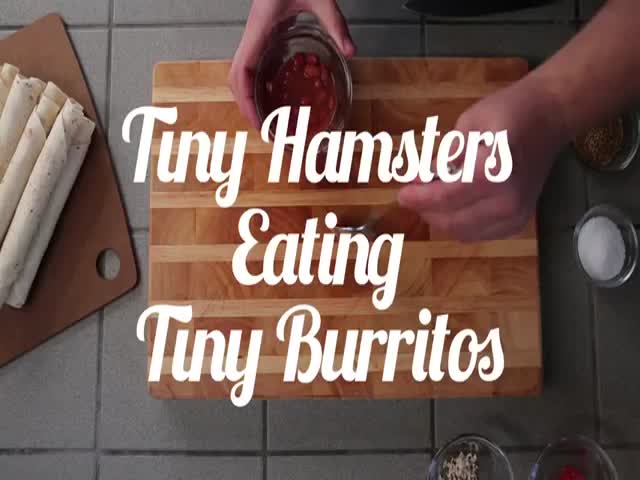 Tiny Hamsters Eating Tiny Burritos 