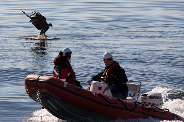 Drowning Eagle Saved by Rescue Boat