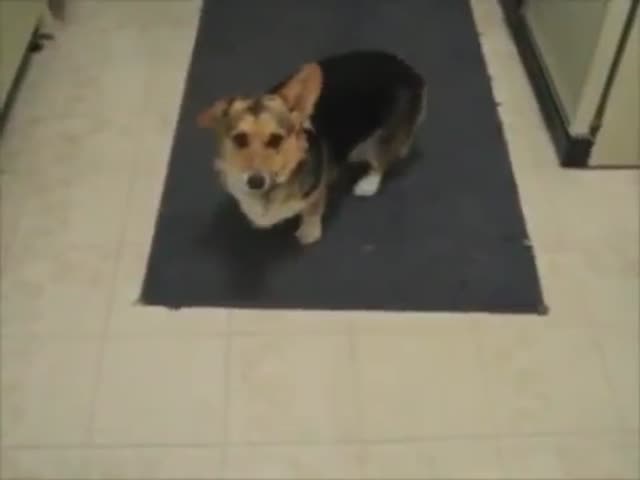 Corgi Only Listens to Its Owner When He Does a Beatles Impression  (VIDEO)