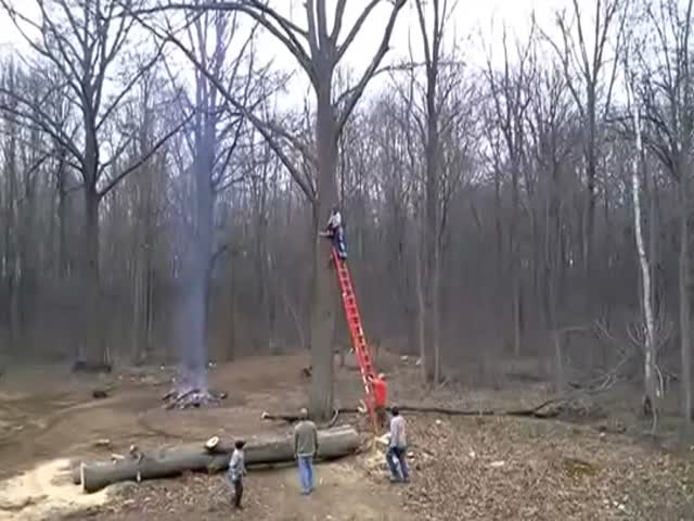 Cutting Tree Goes Wrong  (VIDEO)