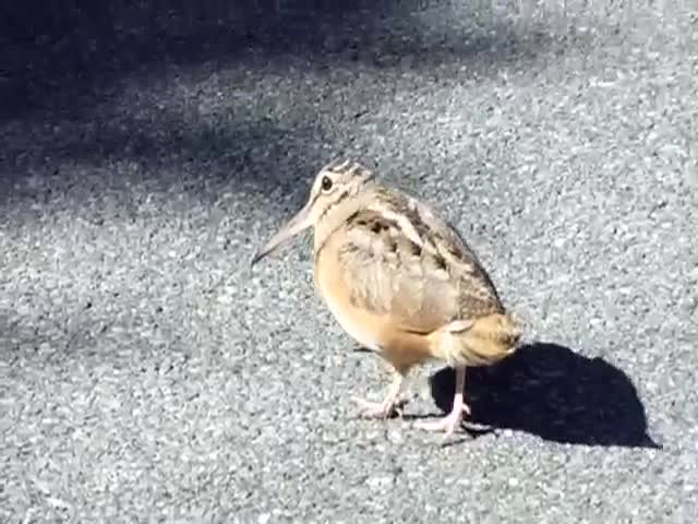Majestic Woodcock Dances Across the Road to Daft Punk  (VIDEO)