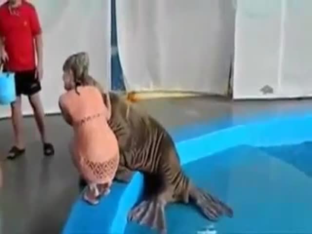 Walrus Smacks Girl's Booty  (VIDEO)