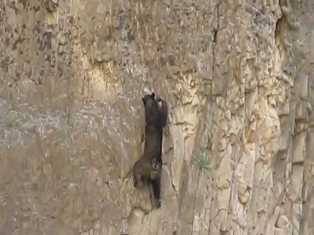 Rare Rock Climbing Bears Sighting in Texas  (VIDEO)