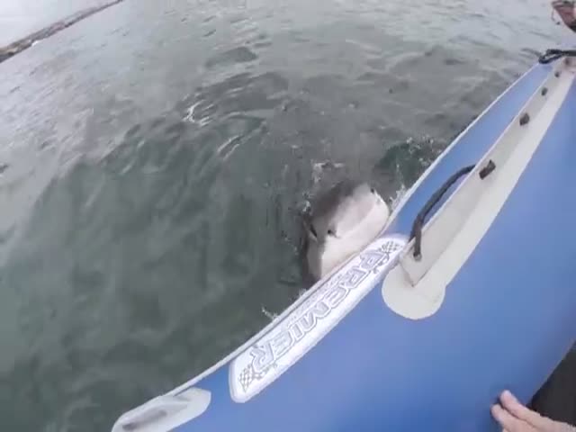 Great White Shark Attacks Inflatable Boat with Film Crew on Board  (VIDEO)