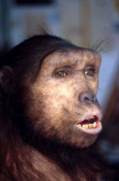 Lifelike Hominid Reconstructions That Are a Look at the Past
