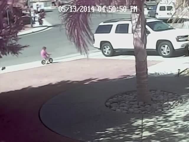 Heroic Pet Cat Saves Little Boy from Vicious Dog Attack  (VIDEO)