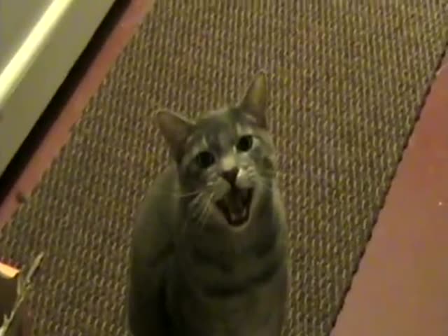 Cat Says 'Hey'  (VIDEO)