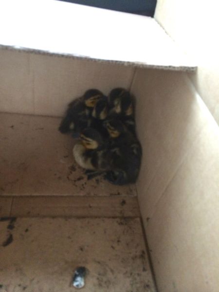 An Adorable Ducking Rescue Operation