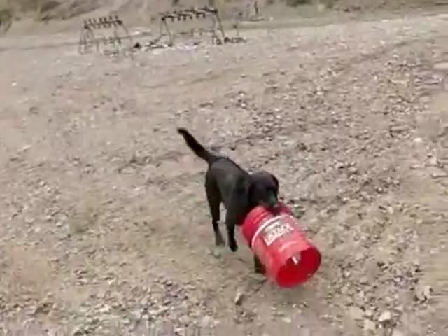 This Cute Lab Seriously Loves Its Red Bucket  (VIDEO)
