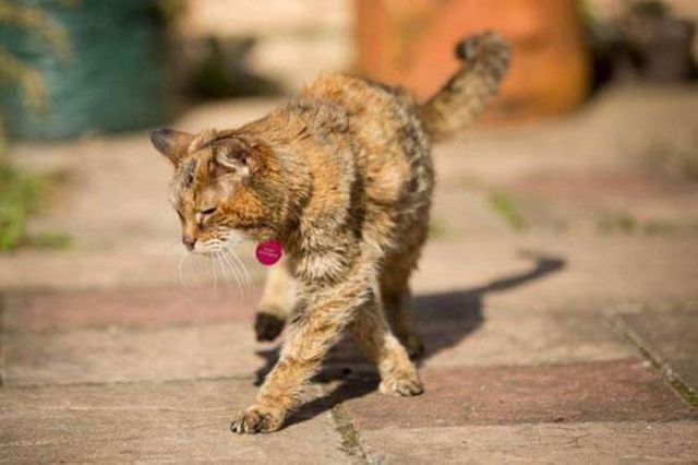 The World’s Oldest Cat