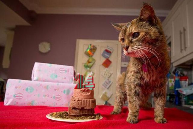 The World’s Oldest Cat