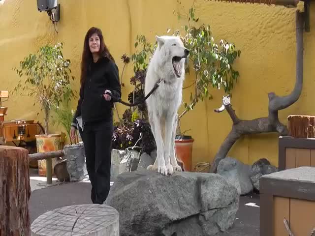 Zoo Audience Makes White Arctic Wolf Howl  (VIDEO)