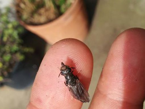How Flies are Farmed for Food in Iceland