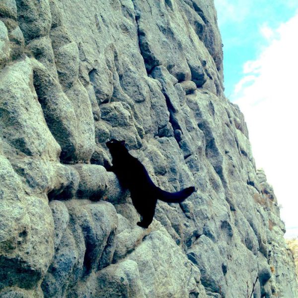 The Mountain Climbing Cat