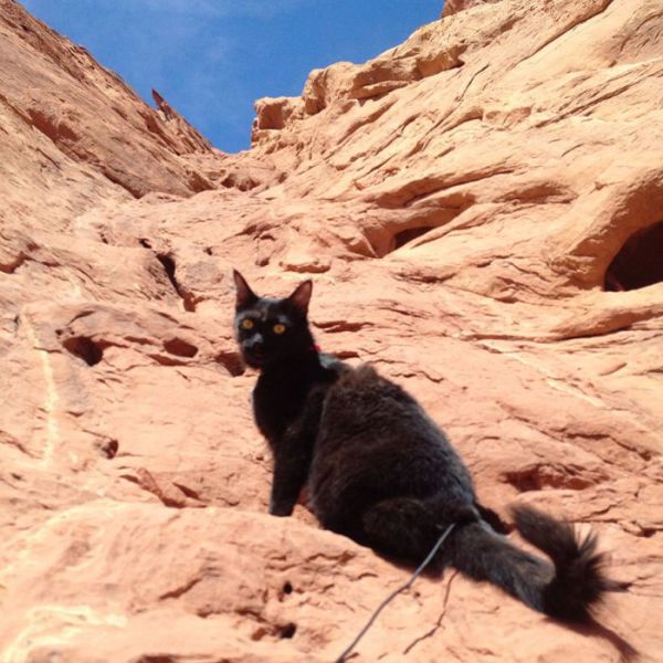 The Mountain Climbing Cat