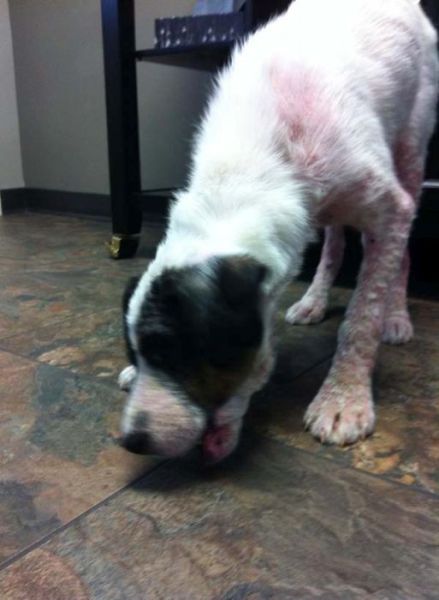 Injured and Neglected Dog Gets a New Life in 30 Days