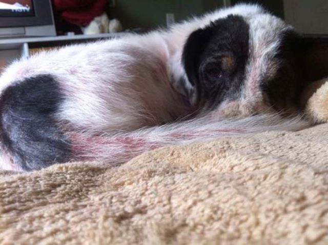Injured and Neglected Dog Gets a New Life in 30 Days