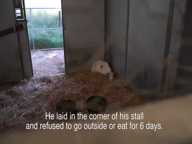 Goat Refuses to Eat Because It Misses Its Friend the Donkey 