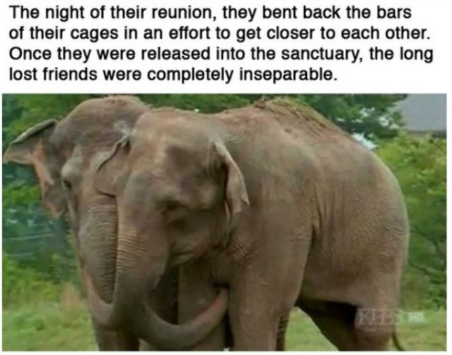 Sweet Animals and Their Touching Real-life Stories