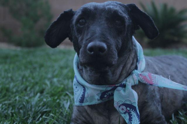 A Dreadlocked Neglected Dog Gets Rescued