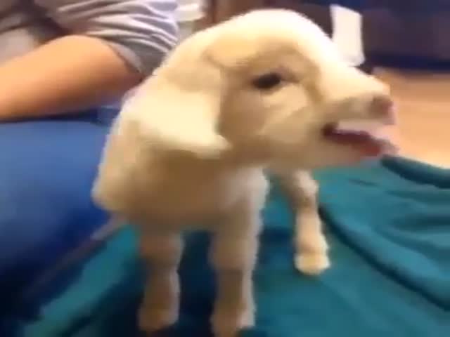 Baby Goat Gives All It's Got 