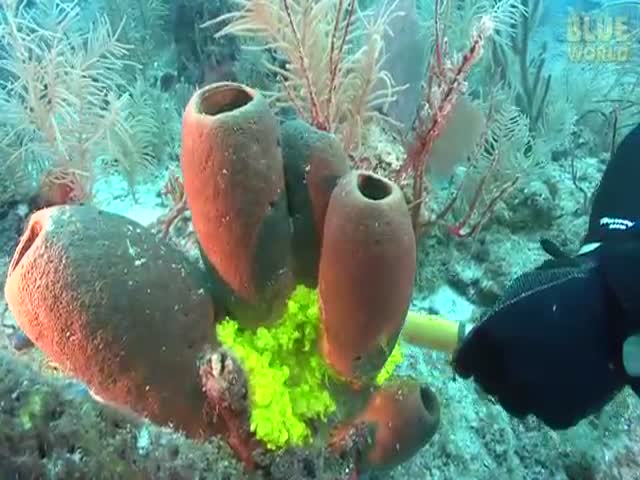 What Happens When You Add Dye to Sea Sponges  (VIDEO)