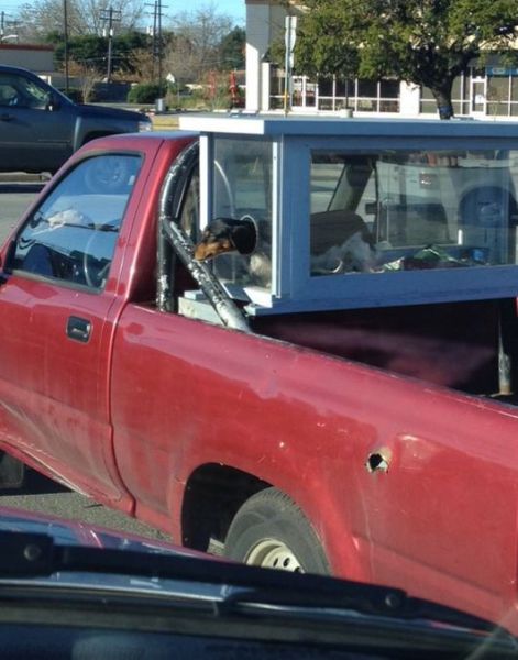 If You Were a Pet You’d Want Owners Like This