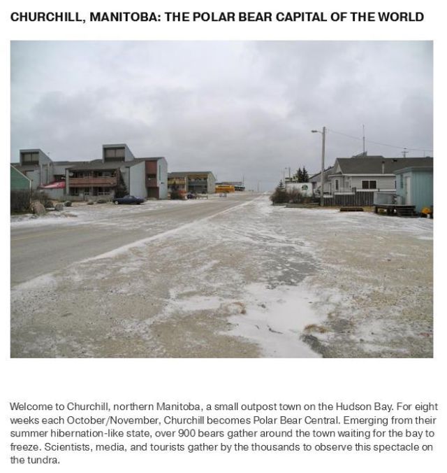The Town with the Most Polar Bears