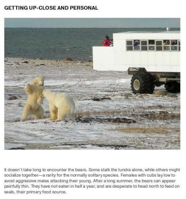 The Town with the Most Polar Bears