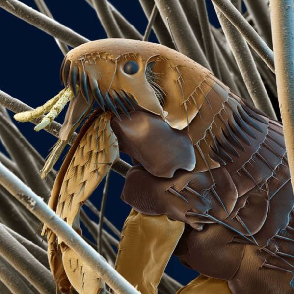 A Fascinating Look at Things Under an Electron Microscope