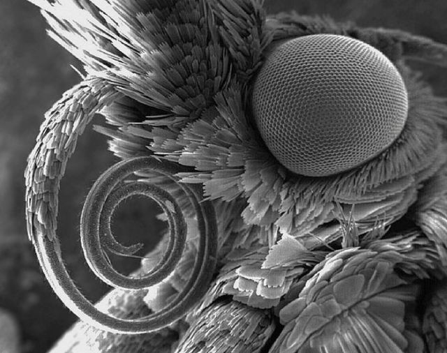 A Fascinating Look at Things Under an Electron Microscope