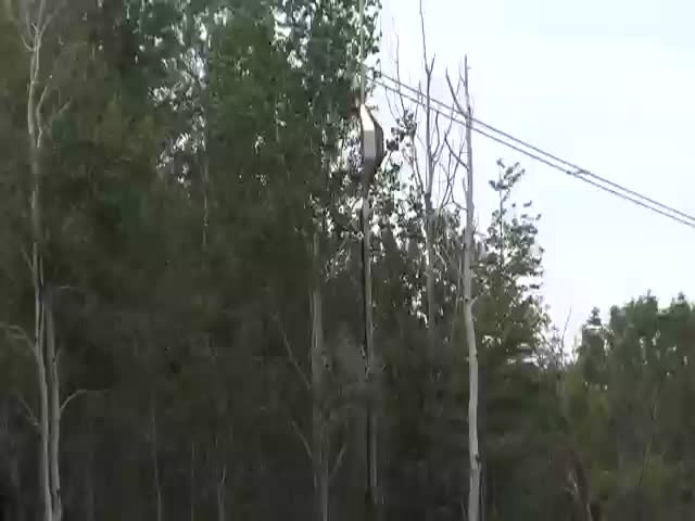 How to Trim Trees Near Power Lines 