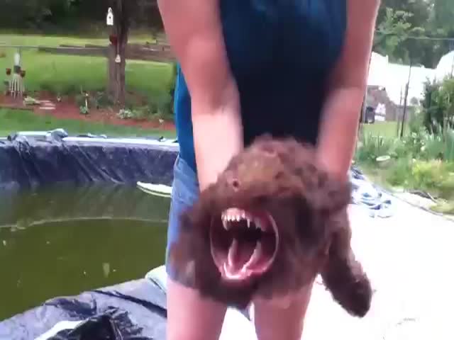 The Transformation of a Dog Facing a Leaf Blower  (VIDEO)
