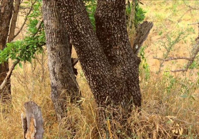 Animals Take Camouflage to the Next Level