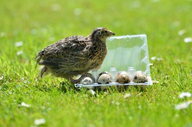 How to Hatch Your Own Baby Quail