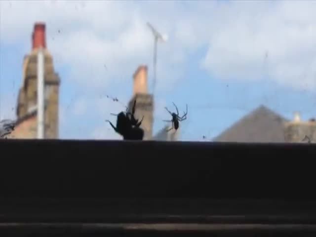 Bumblebee Trapped in Spider's Web Gets Rescued by Another Bumblebee  (VIDEO)